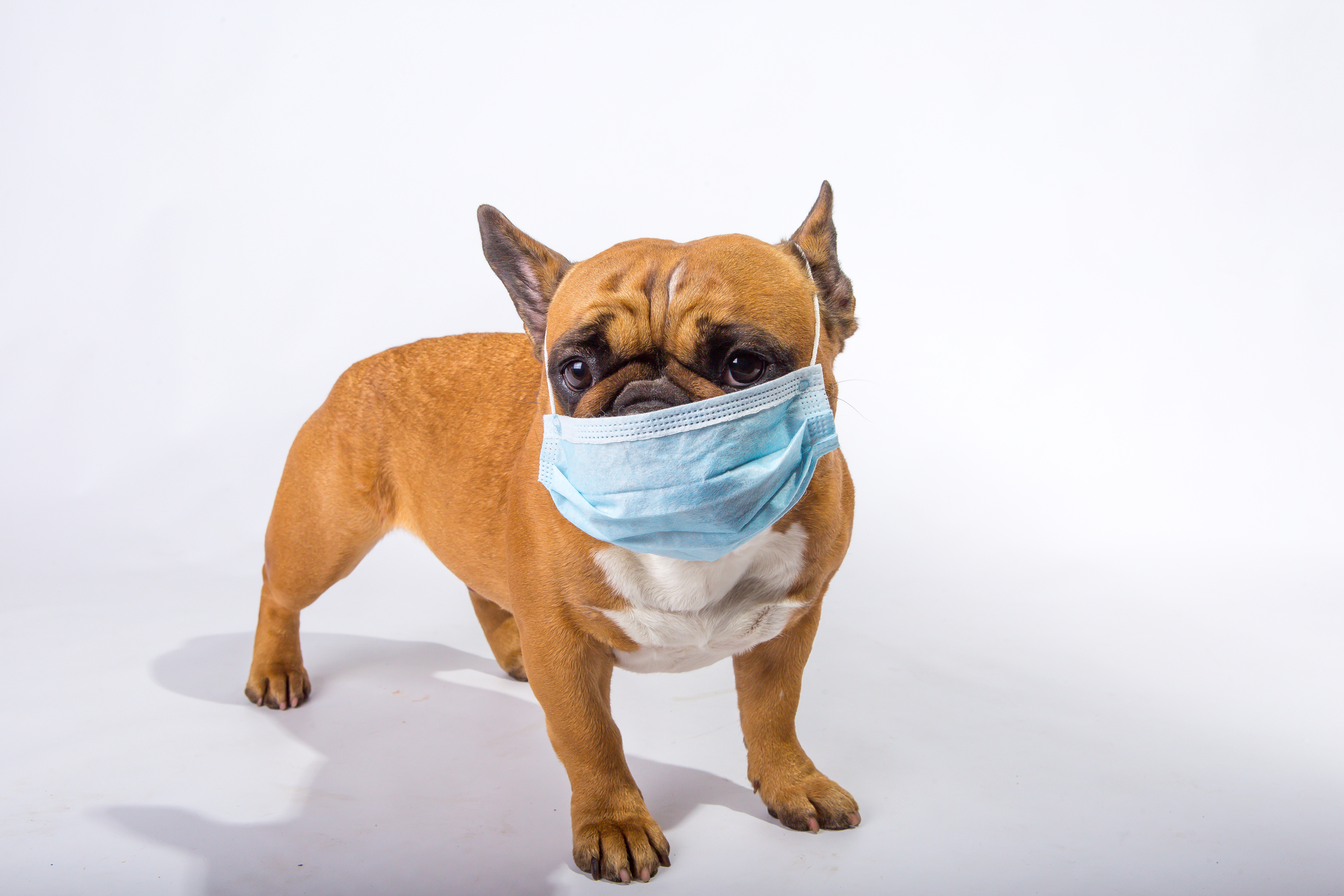 COVID19 and PetCare Businesses The Essential Guide